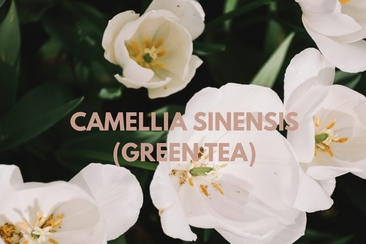 Green Tea Extract: Antioxidant Support for Scalp and Follicle Vitality