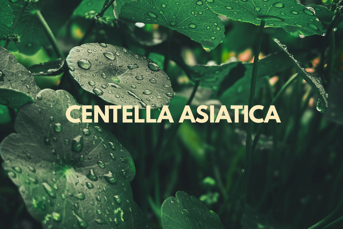 Centella Asiatica: The Soothing Supporter for Scalp Balance