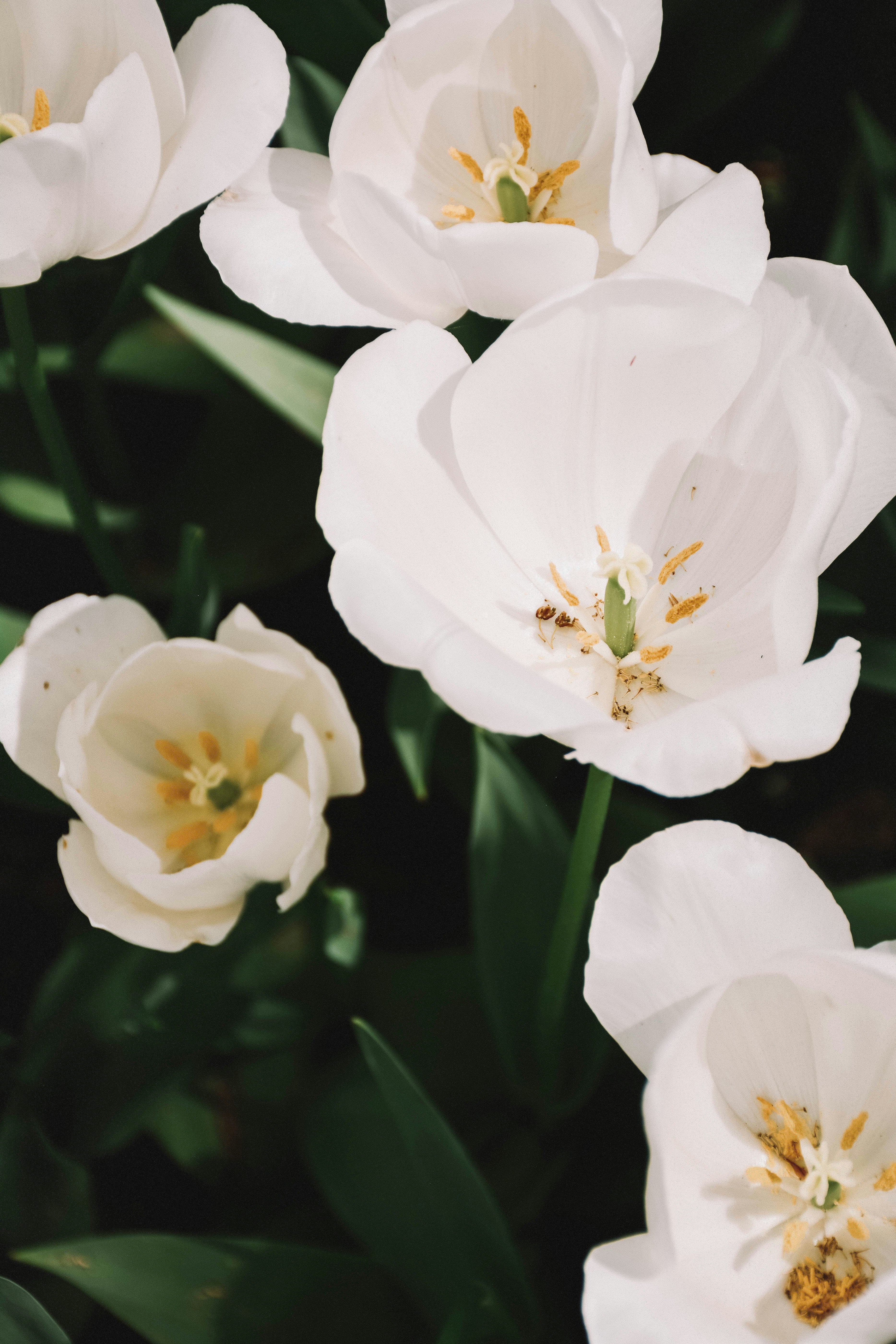 Close-up of camellia sinensis with green leaves in the background