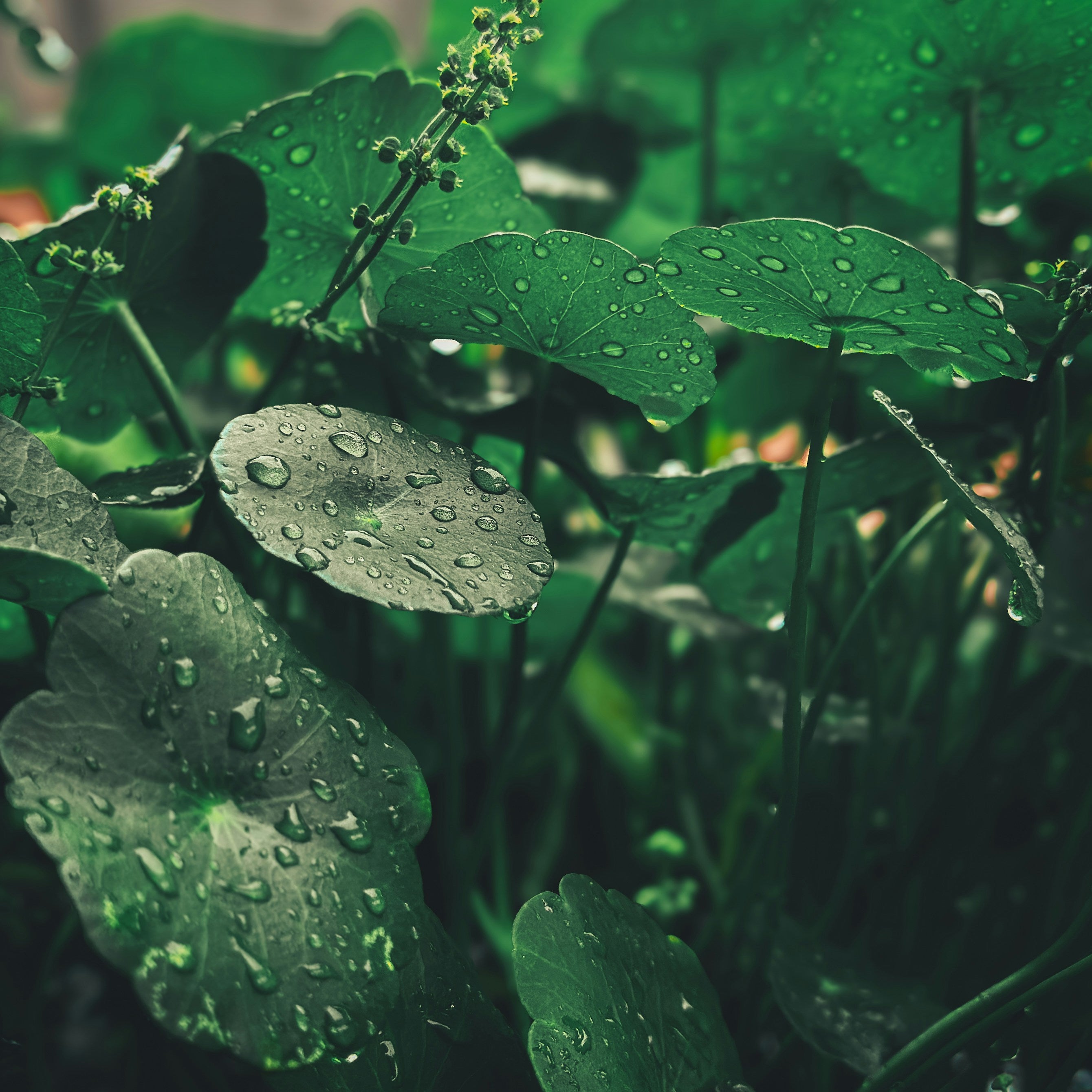 Close-up of Centella Asiatica with water droplets on