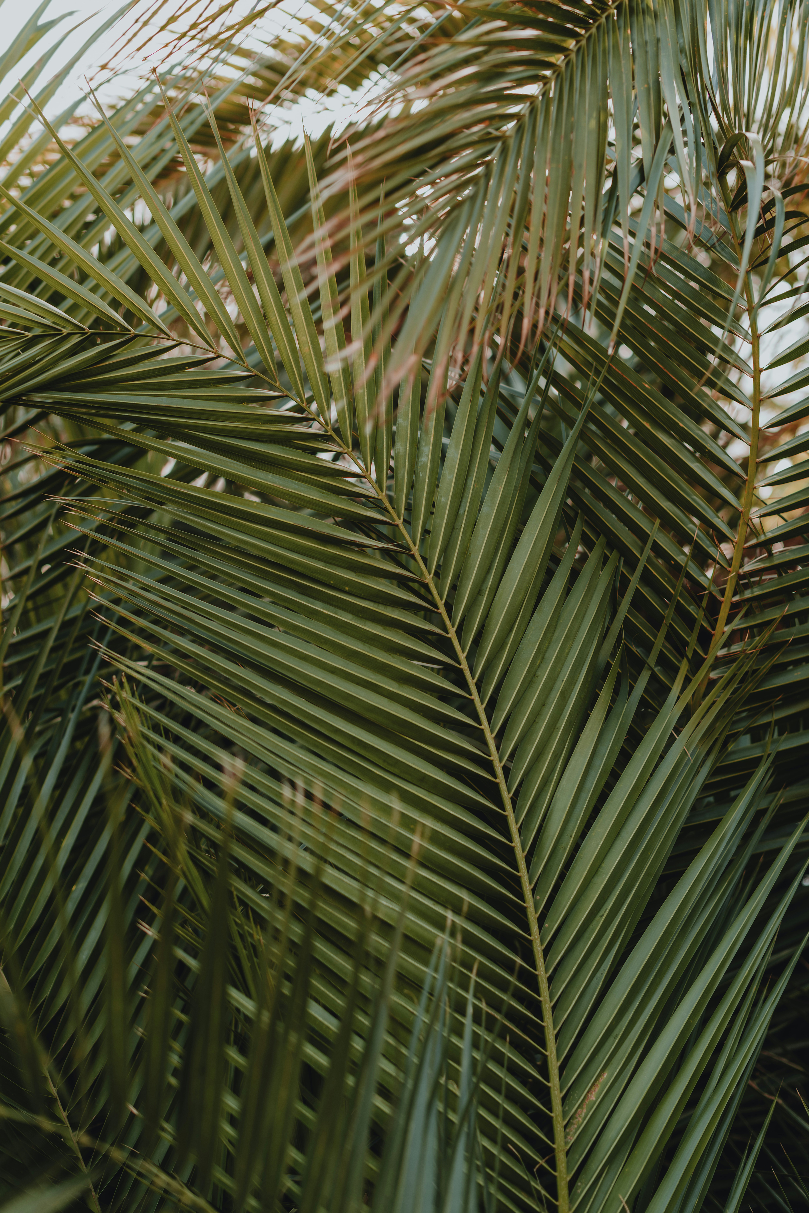Close-up of Saw Palmetto leaves